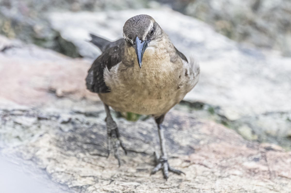 Great-tailed Grackle - Amed Hernández