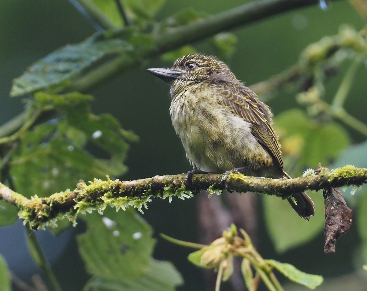 Speckled Tinkerbird - ML613085869