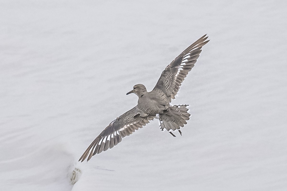 Spotted Sandpiper - Amed Hernández