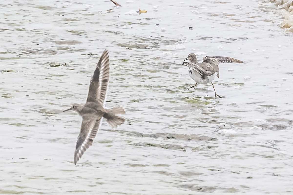 Spotted Sandpiper - Amed Hernández