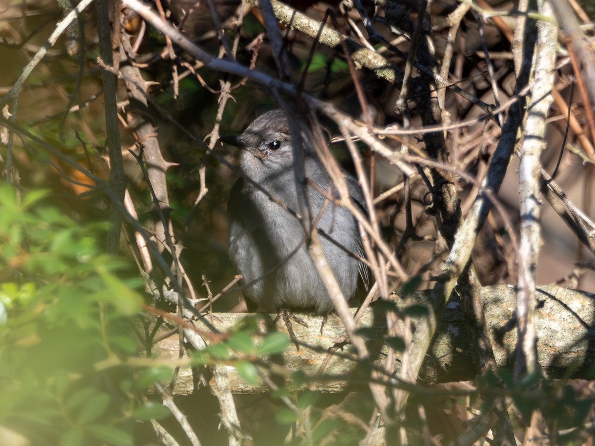 Gray Catbird - ML613085890