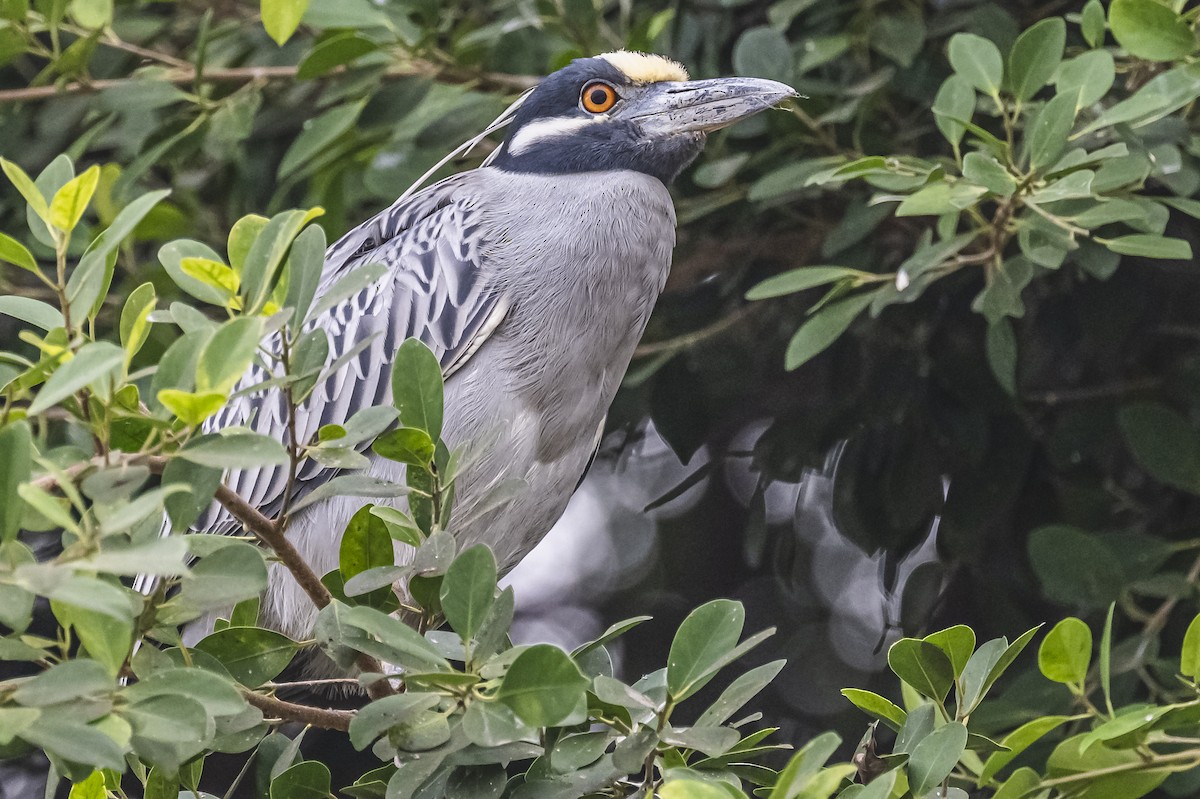 Yellow-crowned Night Heron - Amed Hernández