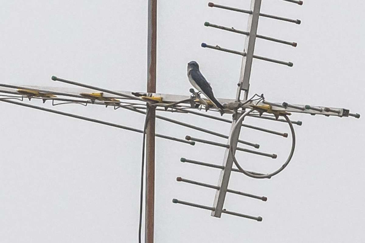 Gray-breasted Martin - Amed Hernández