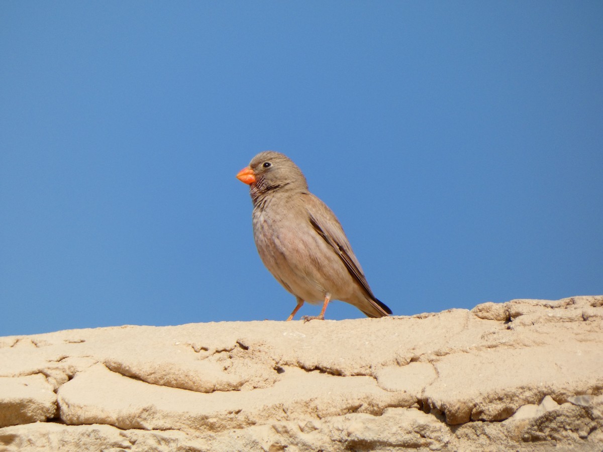 Trumpeter Finch - ML613085943