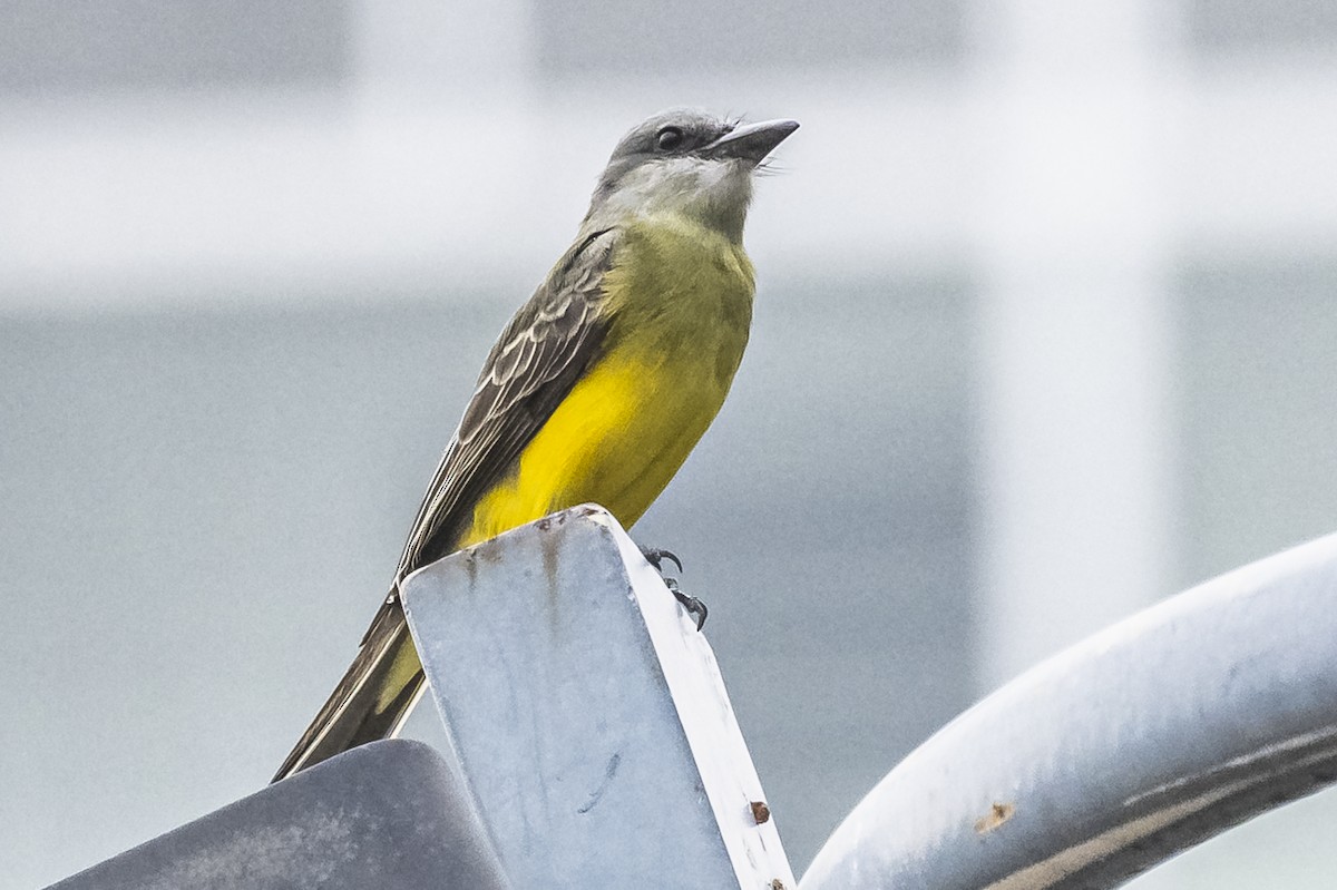 Tropical Kingbird - Amed Hernández