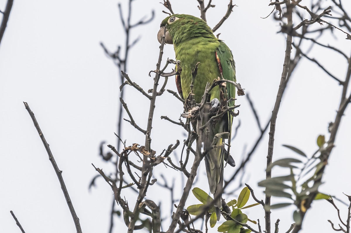 aratinga červenolící - ML613085955