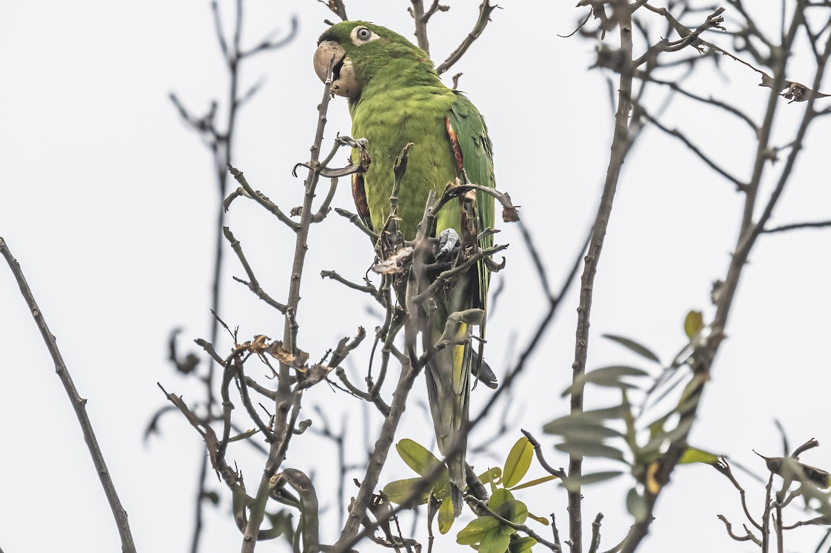 Red-masked Parakeet - Amed Hernández