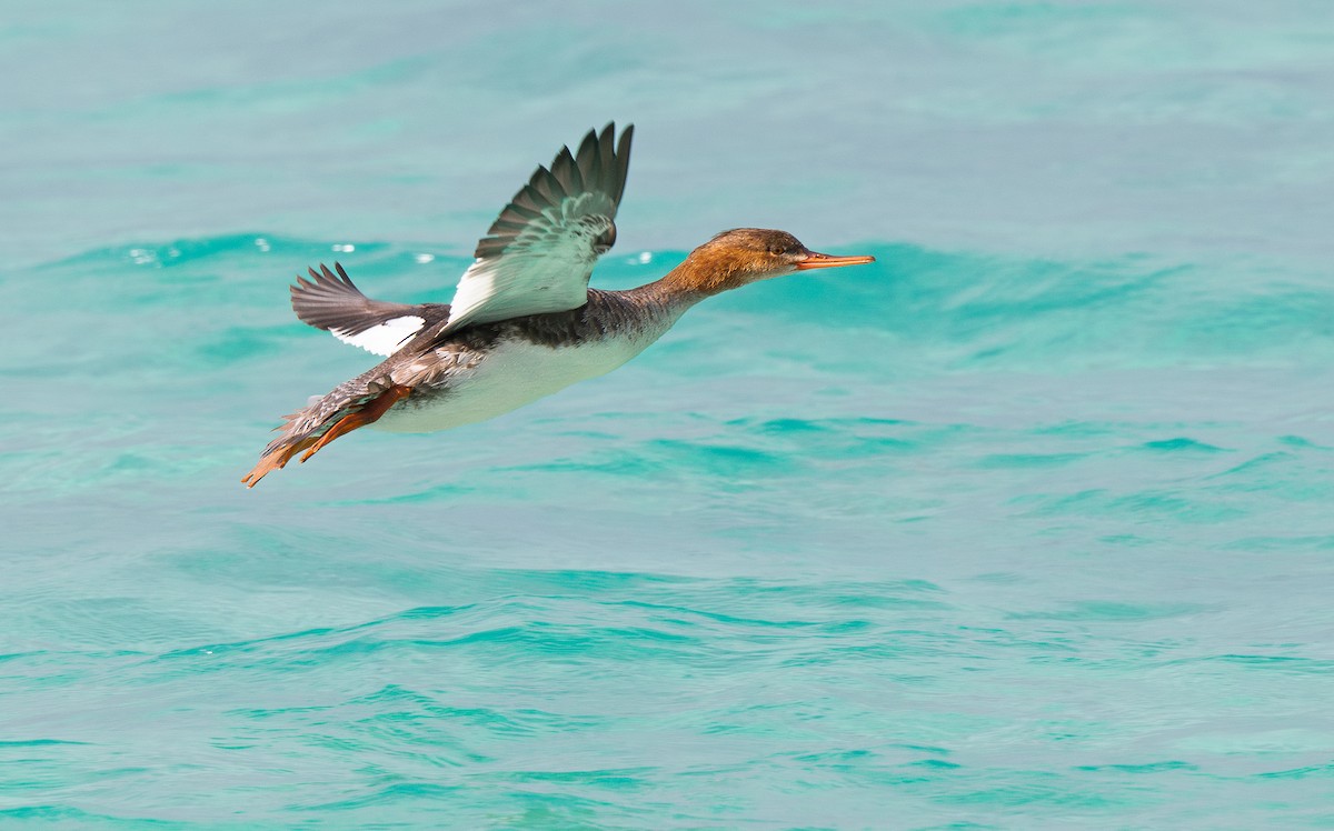 Red-breasted Merganser - ML613086020