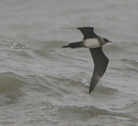 Parasitic Jaeger - ML613086039