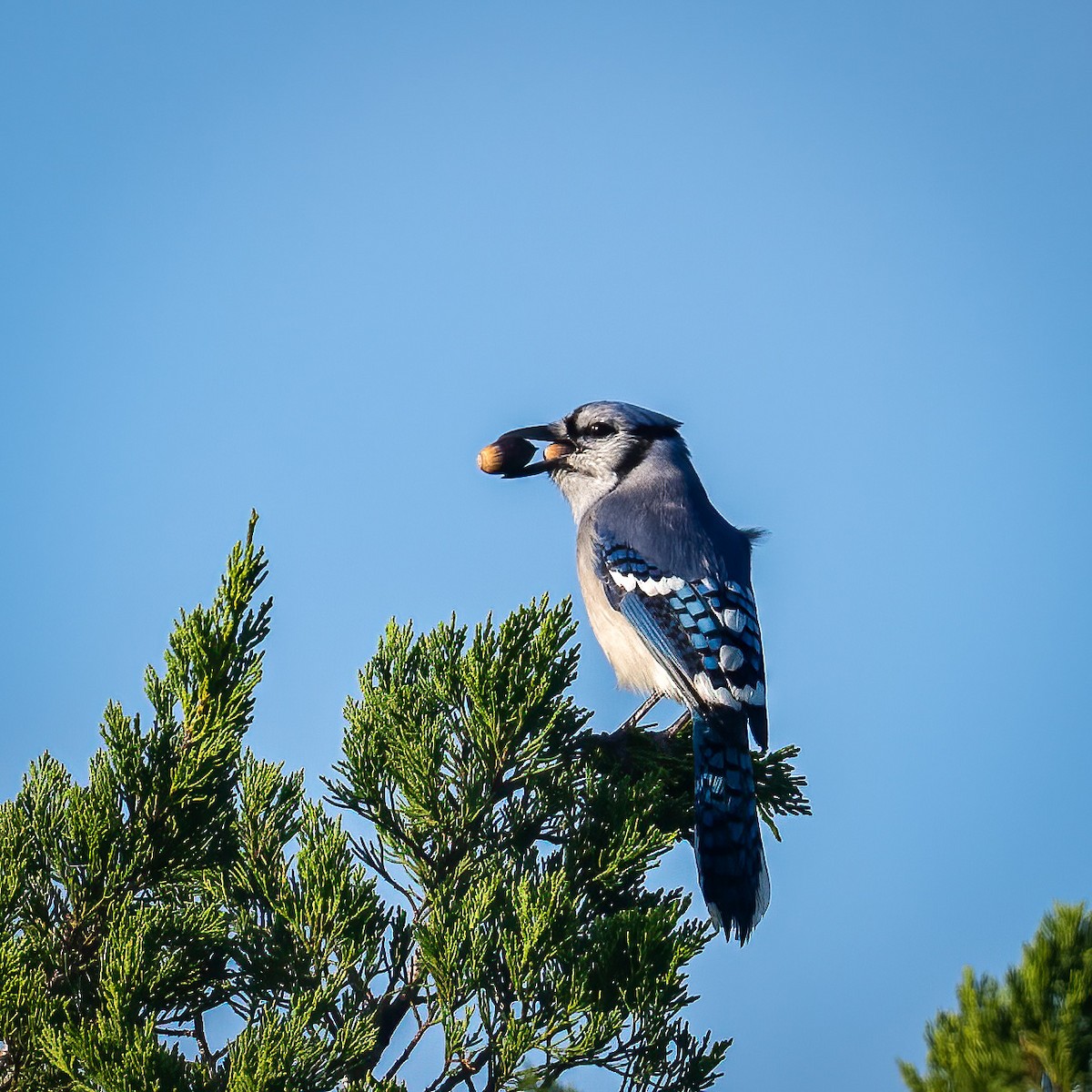 Blue Jay - ML613086072