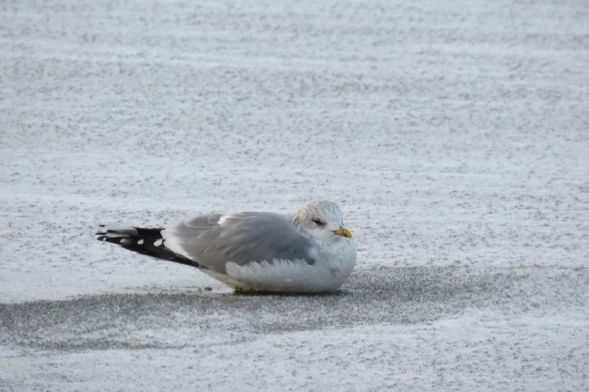 Common Gull (European) - ML613086132