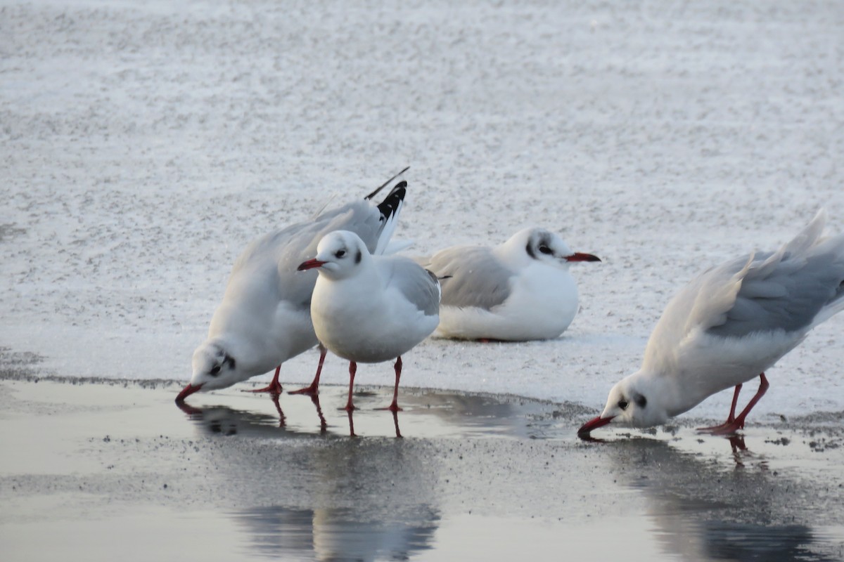 Black-headed Gull - ML613086162