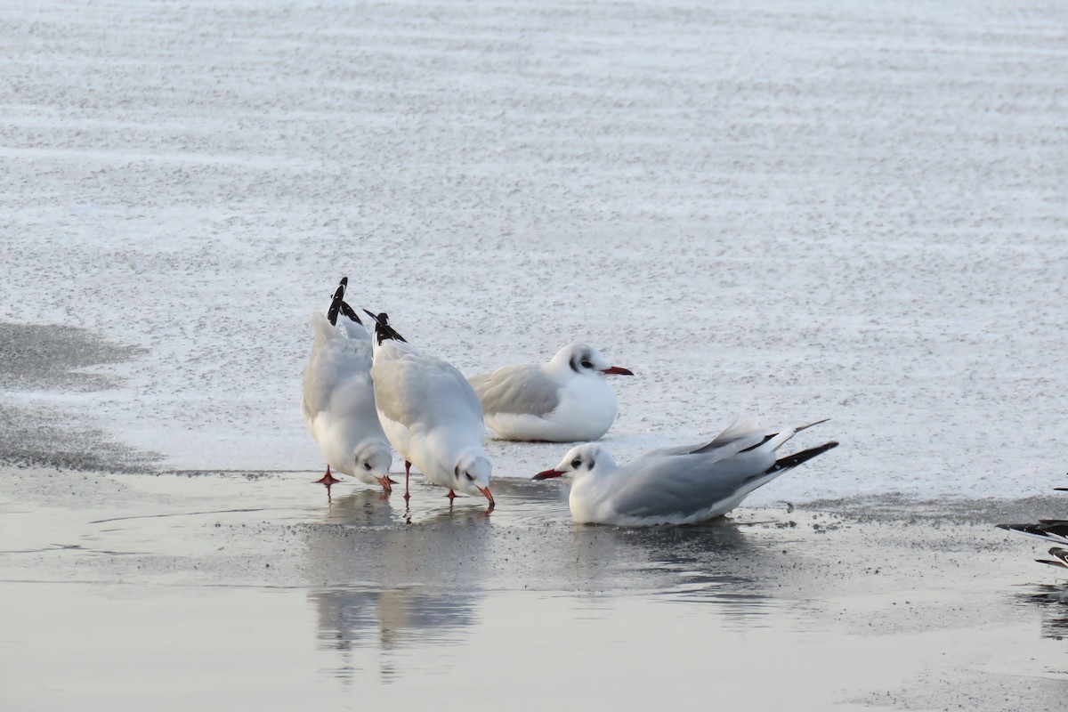 Mouette rieuse - ML613086166