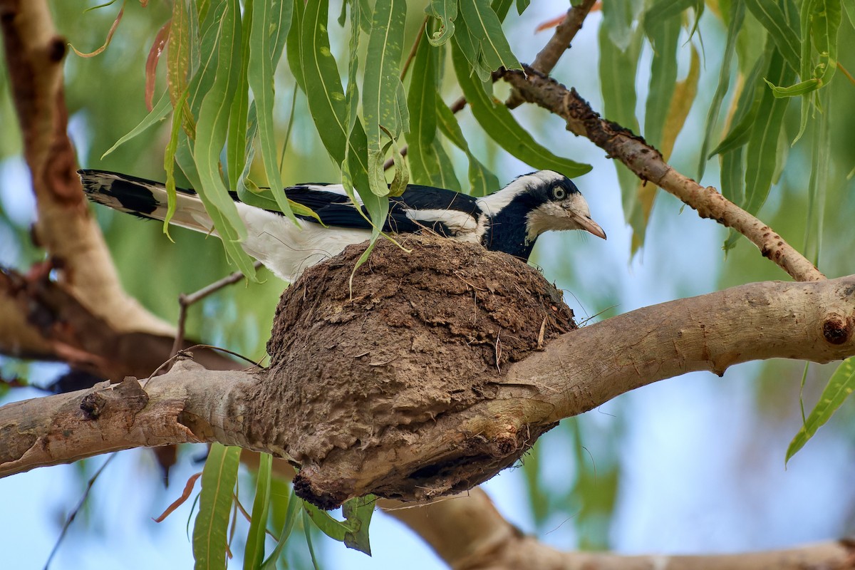 Magpie-lark - ML613086265