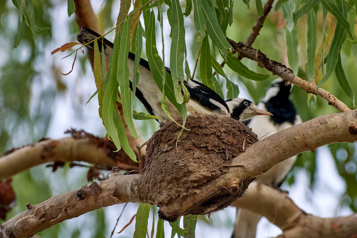 Magpie-lark - ML613086266
