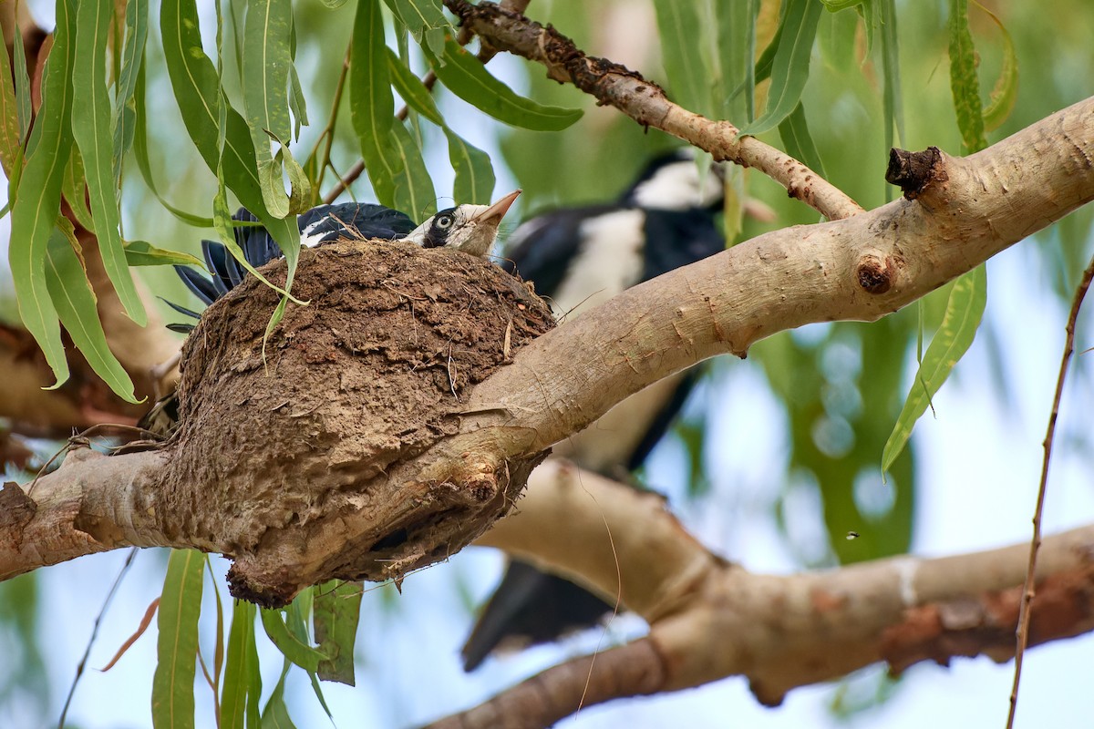 Magpie-lark - ML613086272