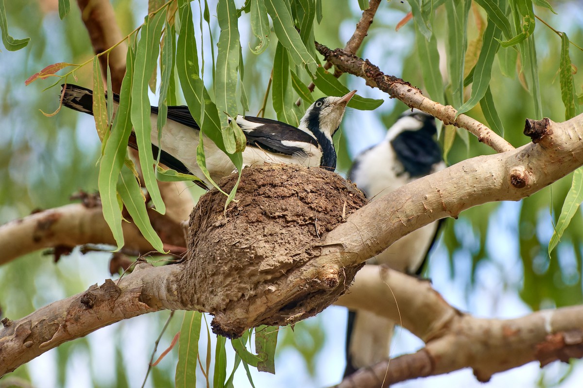 Magpie-lark - ML613086274