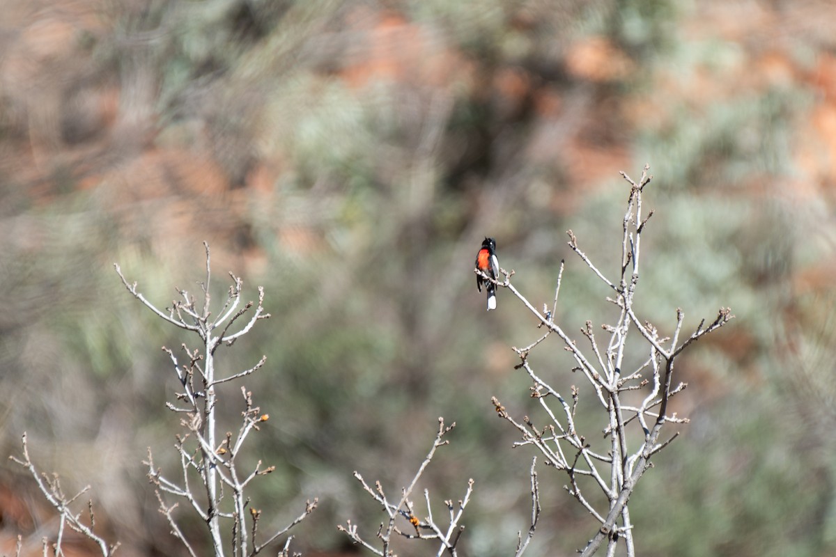 Painted Redstart - ML613086282