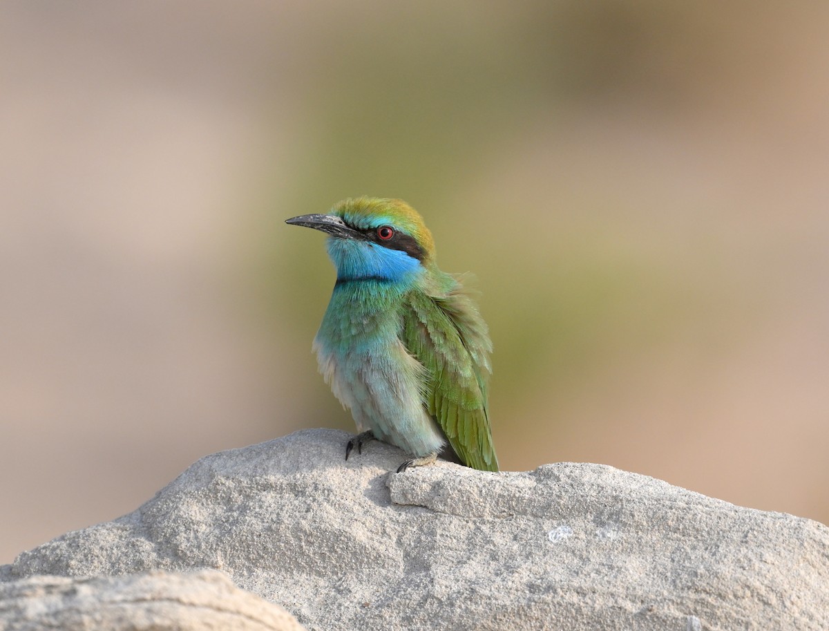 Arabian Green Bee-eater - ML613086291