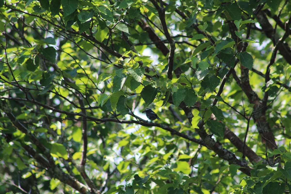 Black-and-white Warbler - ML613086324