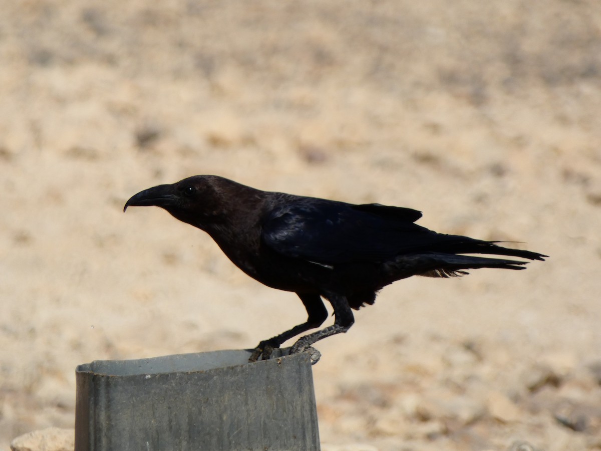 Brown-necked Raven - ML613086364