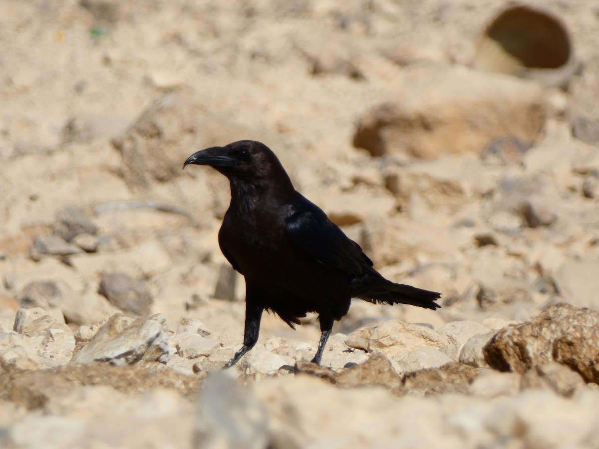 Brown-necked Raven - ML613086365