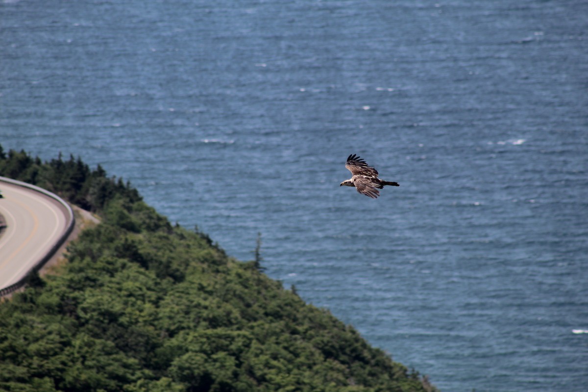 Bald Eagle - ML613086390