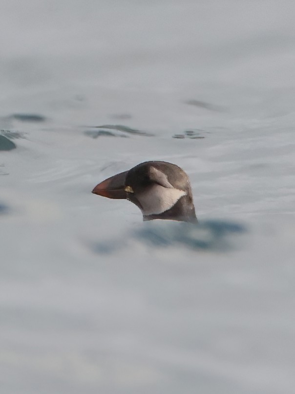 Atlantic Puffin - Jim Stasz