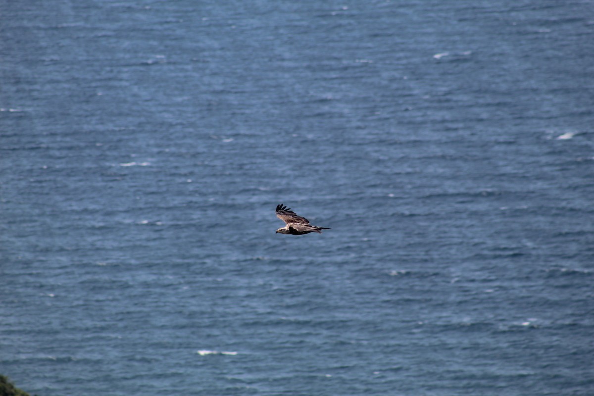 Bald Eagle - ML613086392