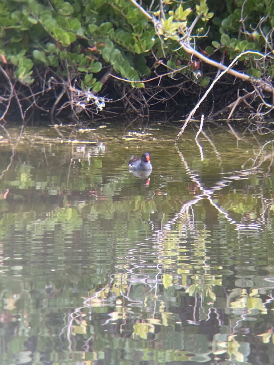 Gallinule d'Amérique - ML613086435