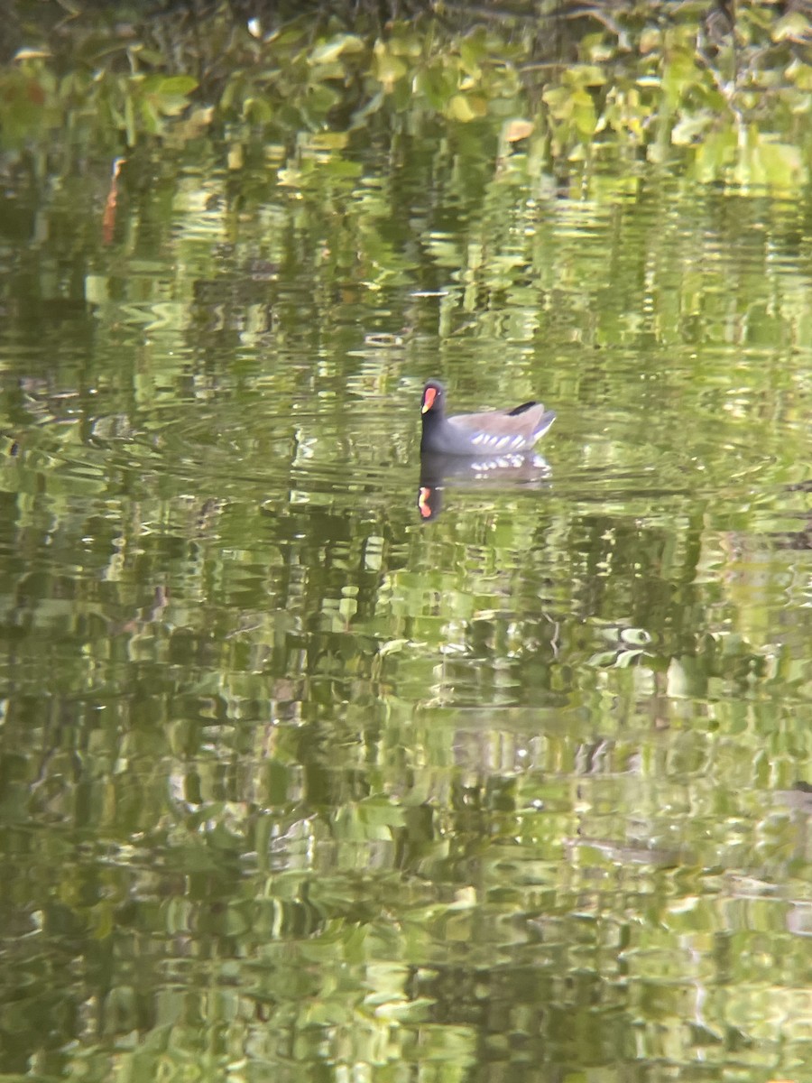 Common Gallinule - Blake Varga