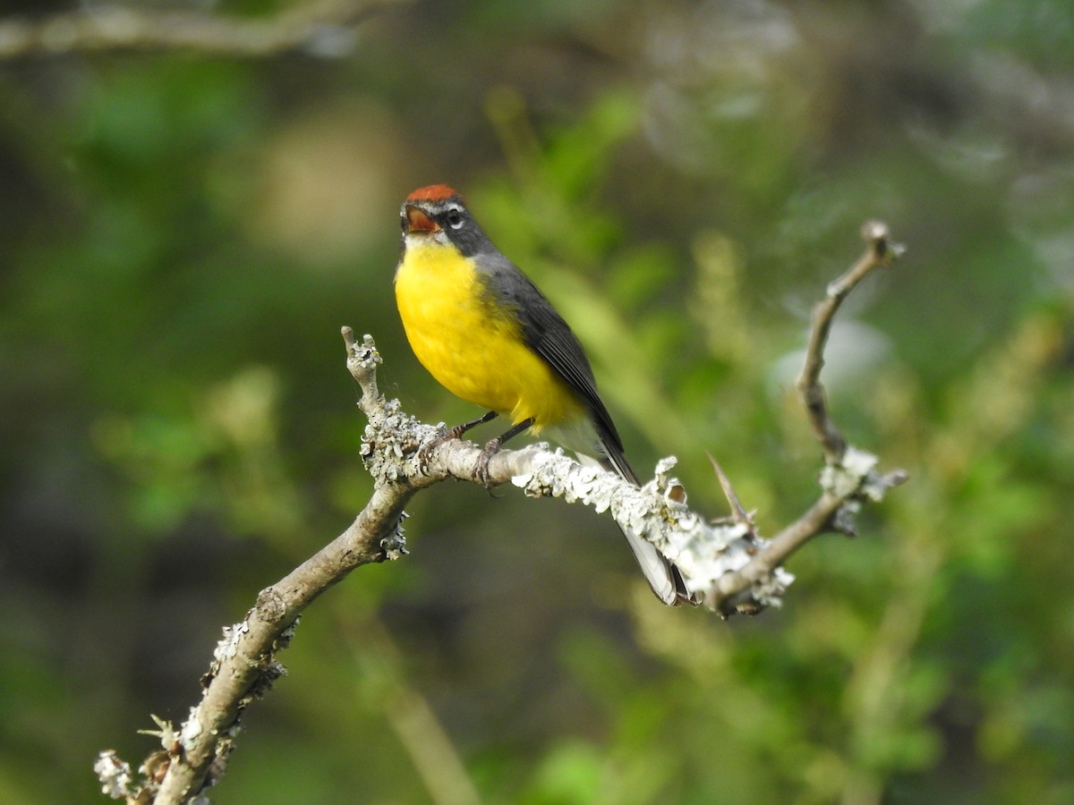 Brown-capped Redstart - Mario Casadei