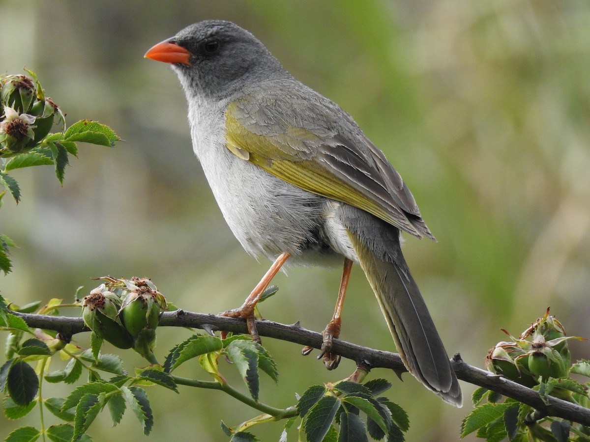 Great Pampa-Finch (Western) - Mario Casadei