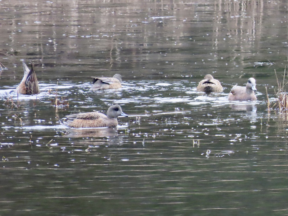 American Wigeon - ML613086652