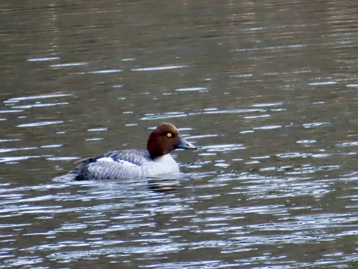 Common Goldeneye - ML613086659