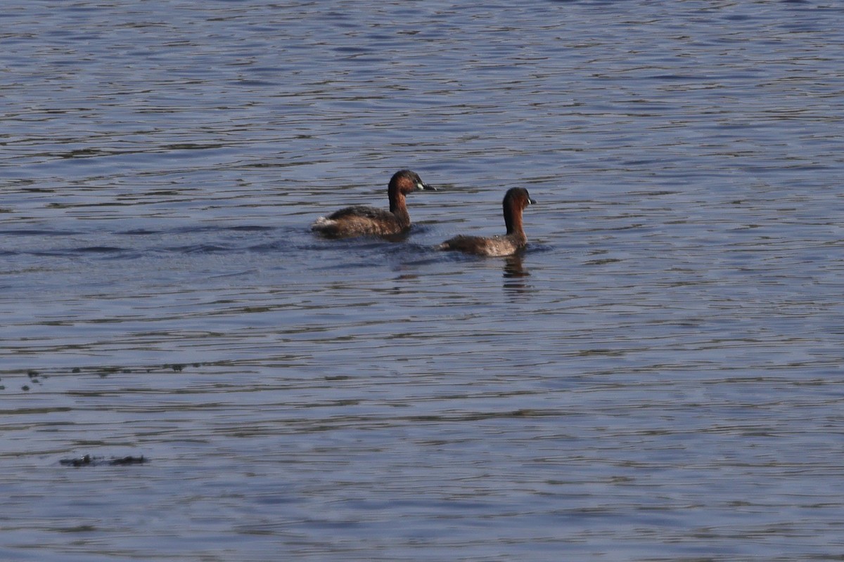 Little Grebe - ML613086793