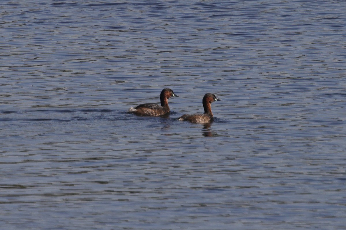 Little Grebe - ML613086797