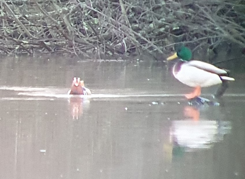 Mandarin Duck - ML613086878