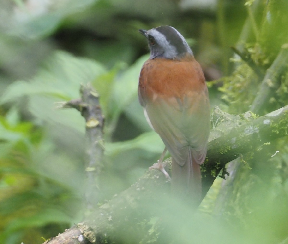 Red-throated Alethe - Stephan Lorenz