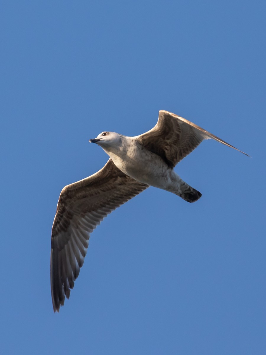 Yellow-legged Gull - ML613086902