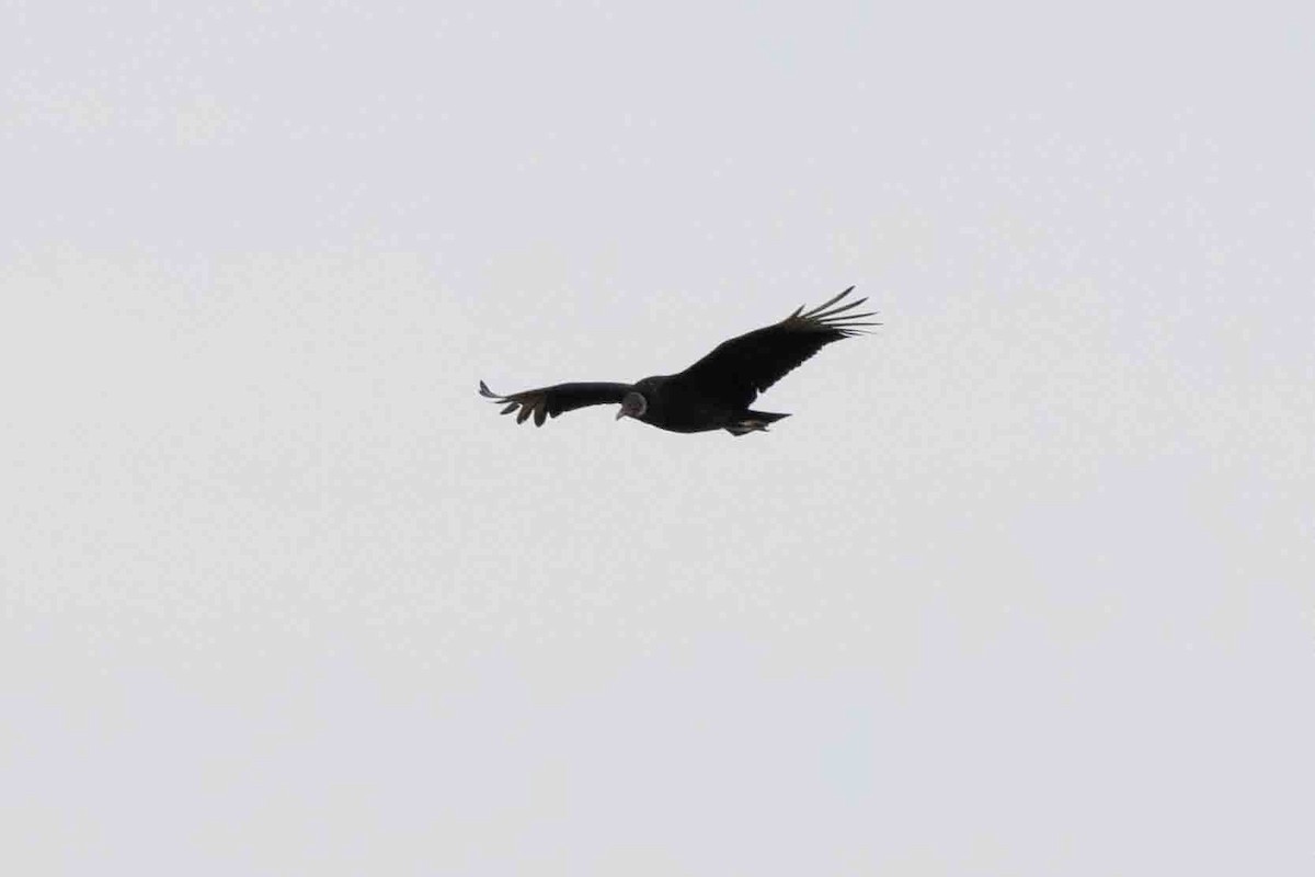 Black Vulture - ML613086933