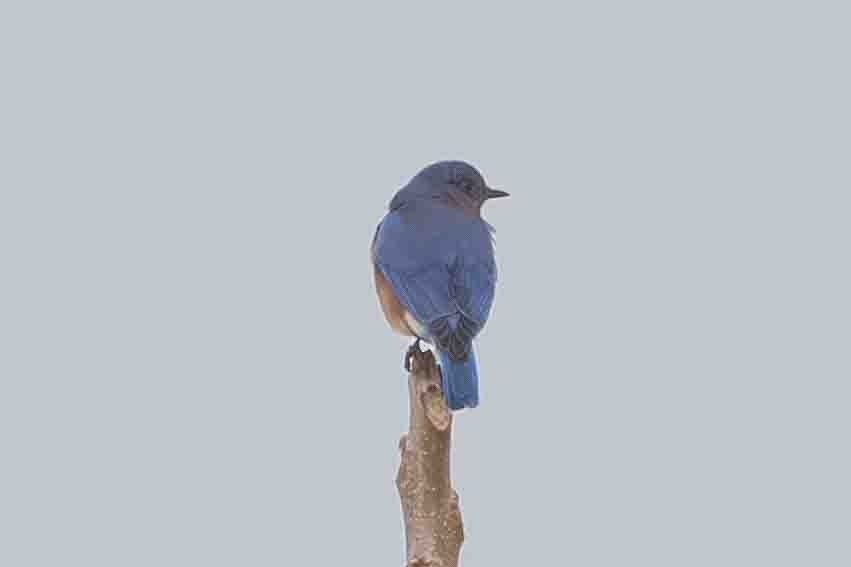 Eastern Bluebird (Eastern) - ML613086953