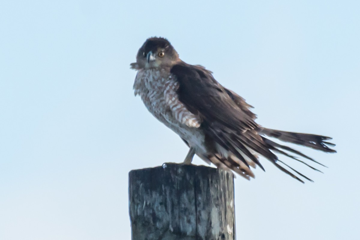 Cooper's Hawk - Gabrielle Harrison