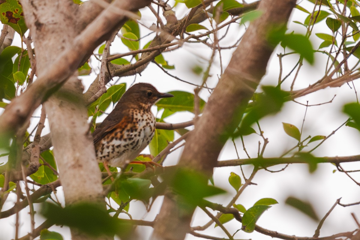 Japanese Thrush - ML613087121