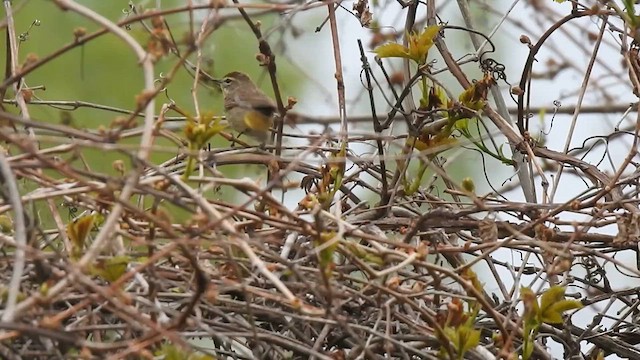 Palm Warbler - ML613087164