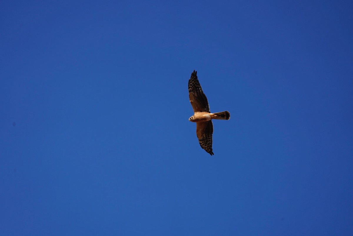 Pallid Harrier - ML613087175