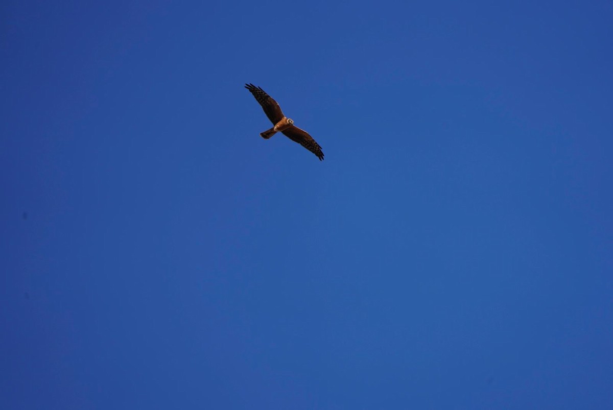 Pallid Harrier - Jannick Forquignon