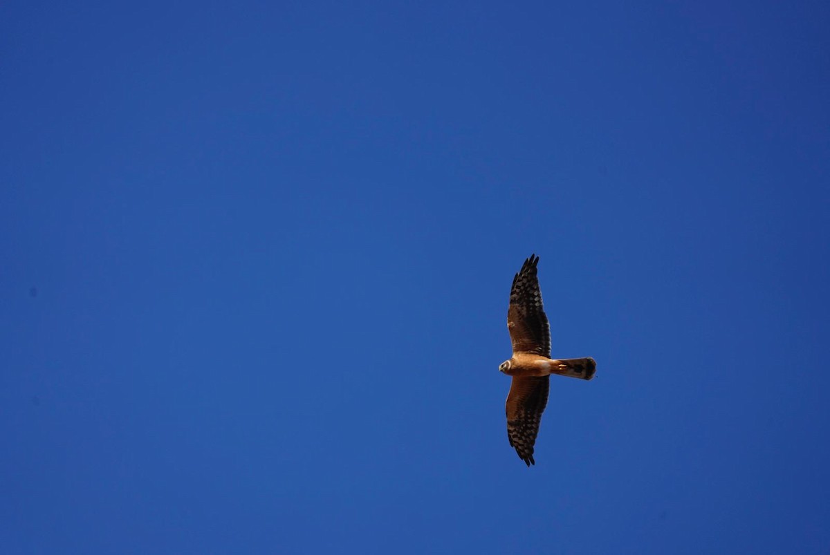 Pallid Harrier - ML613087183