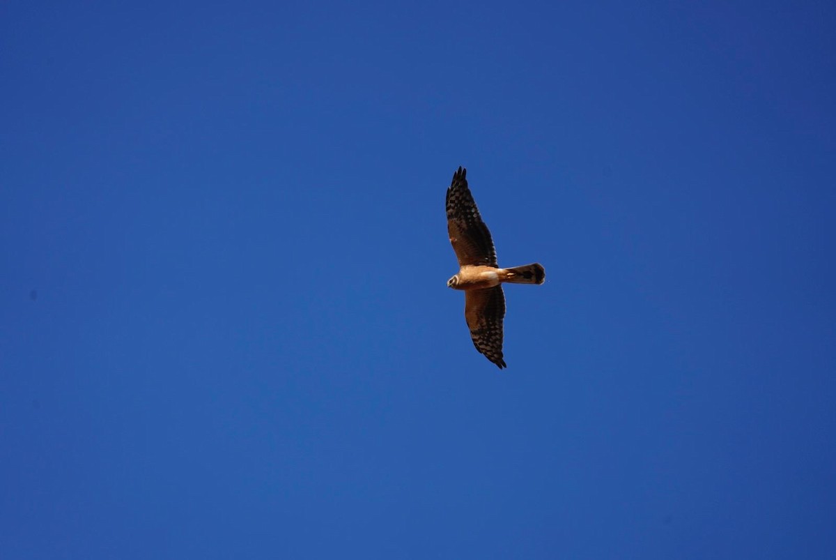 Pallid Harrier - ML613087185