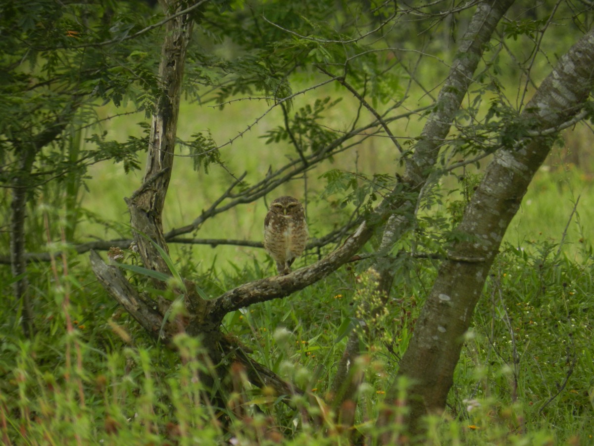 Burrowing Owl - Ana Suiyama